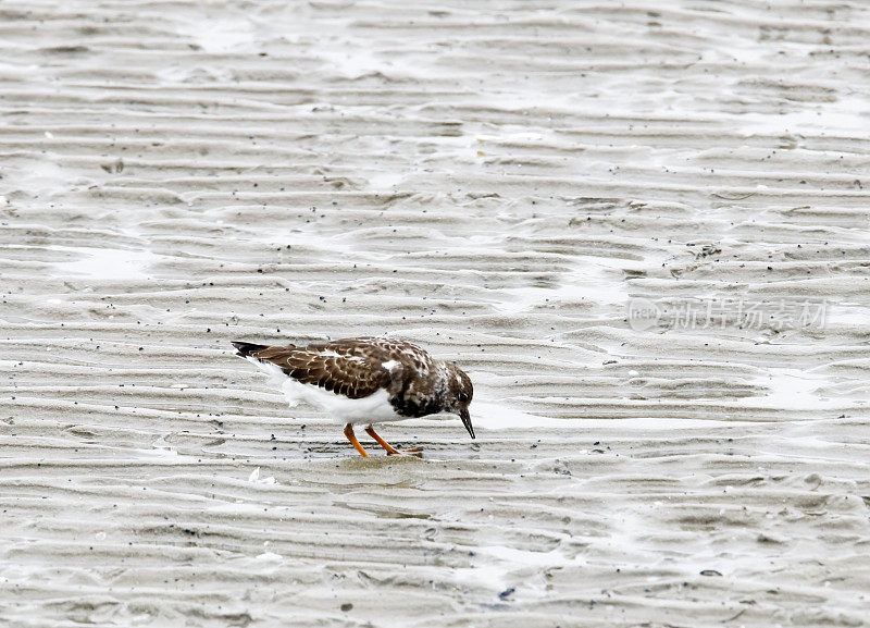 红色Turnstone (Arenaria解释)在冬季羽毛